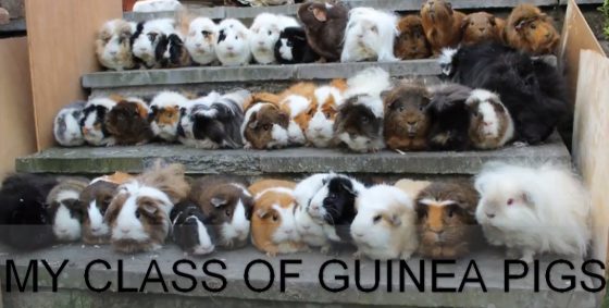 My class of guinea Pigs